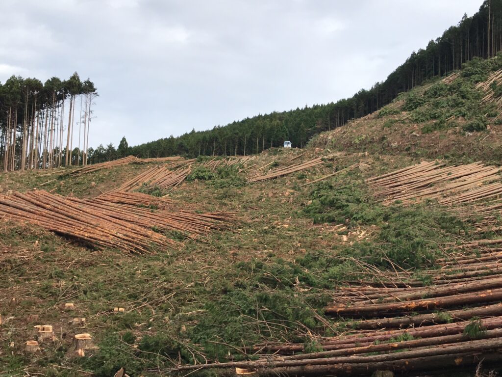 木材の伐採現場